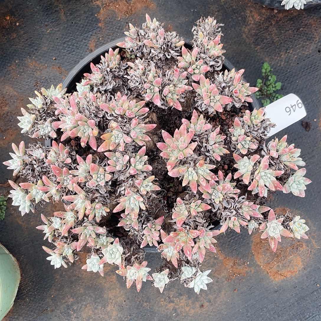 瑕疵特价不售后白菊946