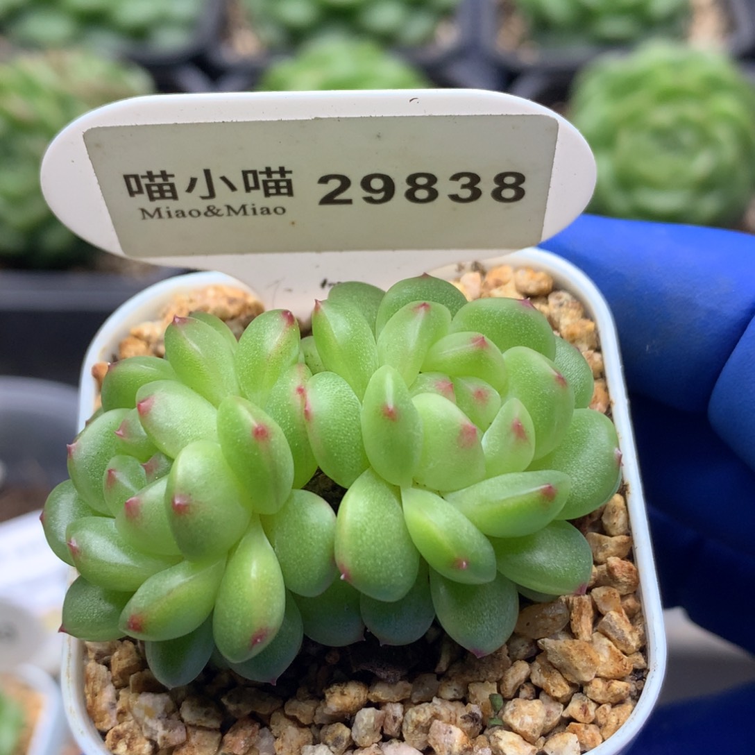 多肉植物杂交珍妮