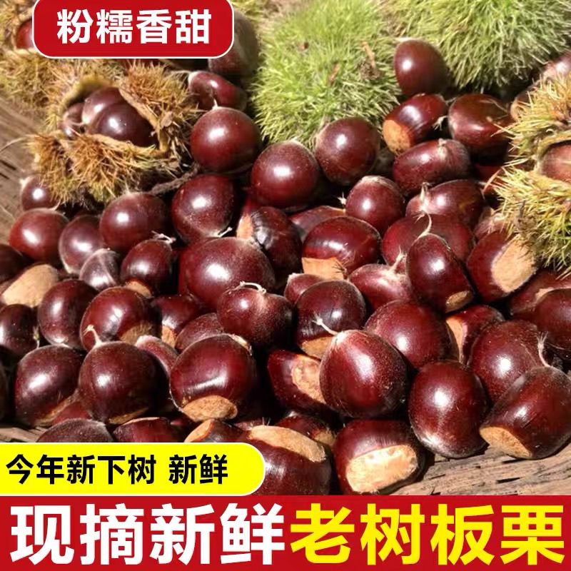 云南高山老树新鲜带壳老品种板栗油香粉面香糯香味浓郁现摘现发