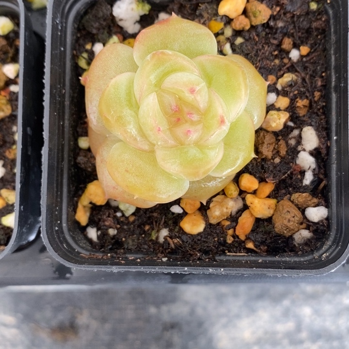 1024 多肉多肉 12.25