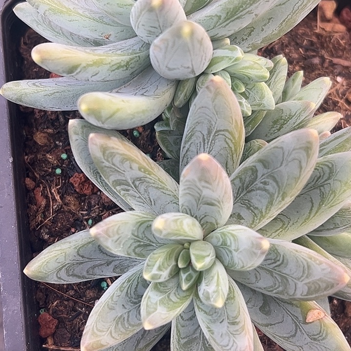 美人群特价一物一拍美人