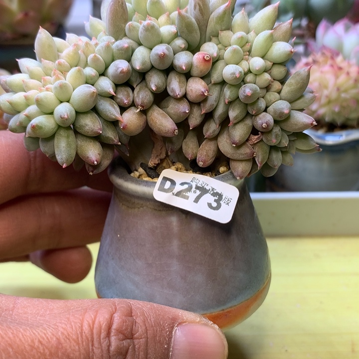 D273一物一拍带盆