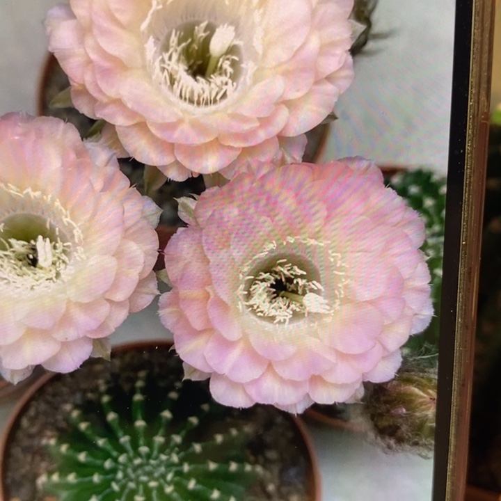 彩草重花8公分左右