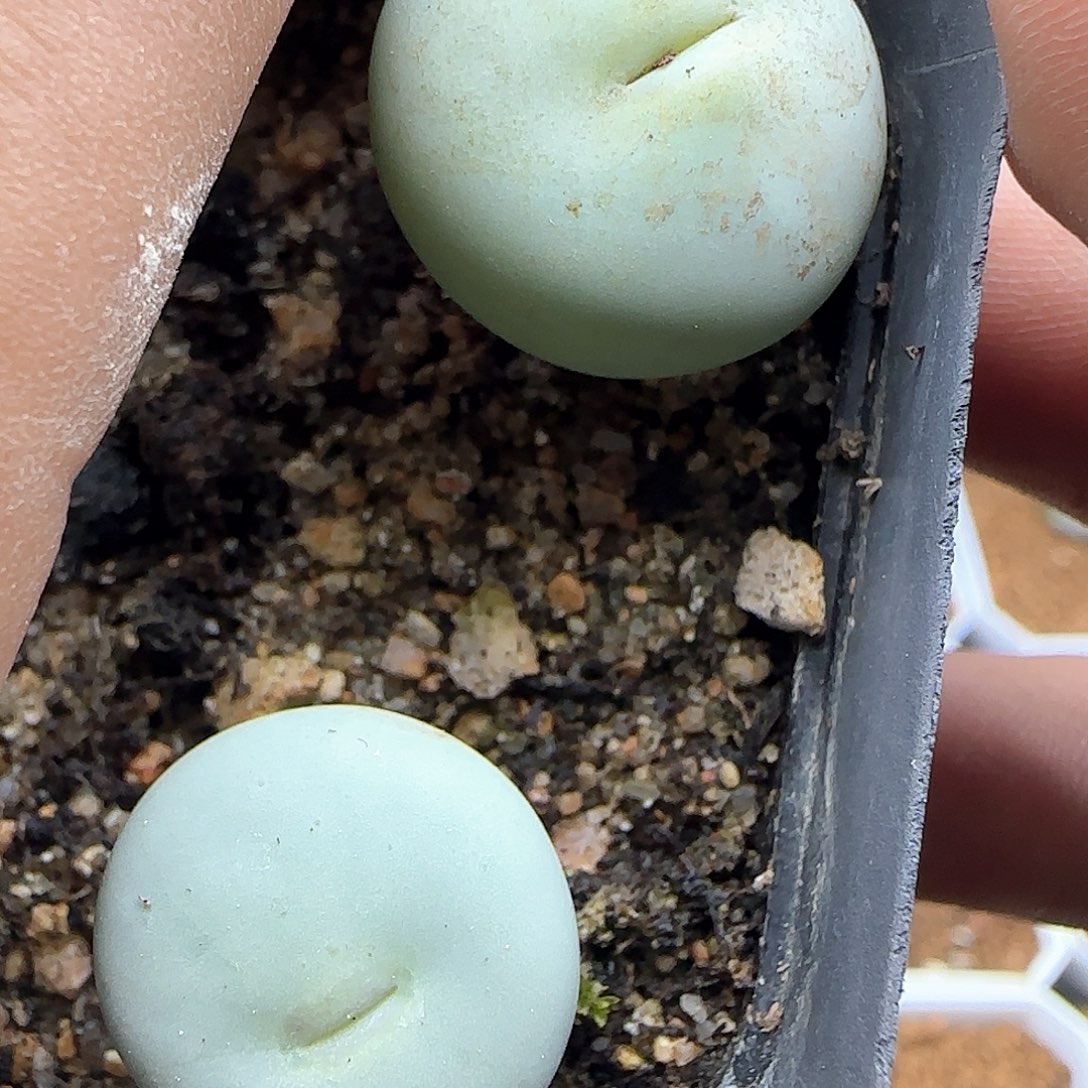 脱土年后发货24524