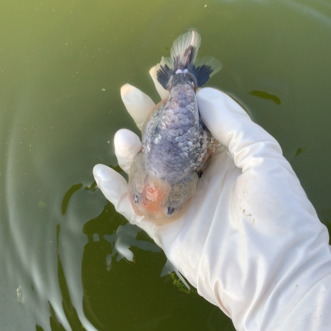 小***鱼金鱼特色兰寿金鱼