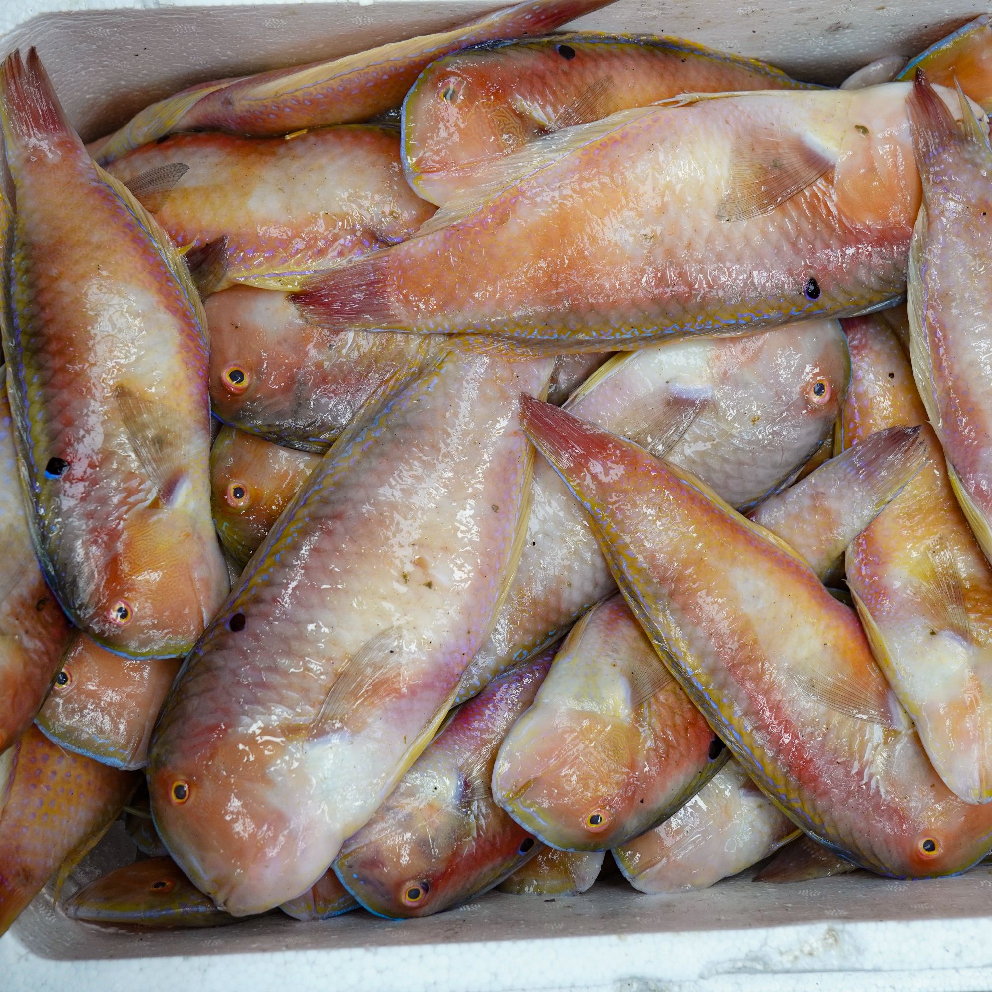 鹦哥鱼红壳莺歌鱼新鲜海鱼新鲜顺丰包邮肉质鲜嫩肥美