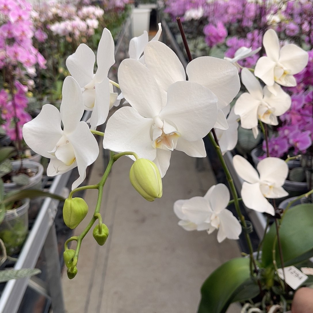 完全开放?*梗1294 阿婆兄弟交