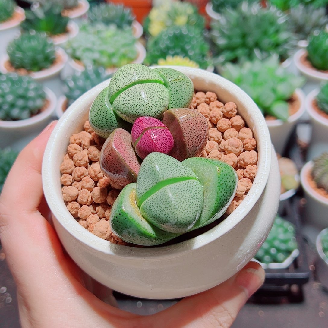 1紫元宝2绿元宝原盆土