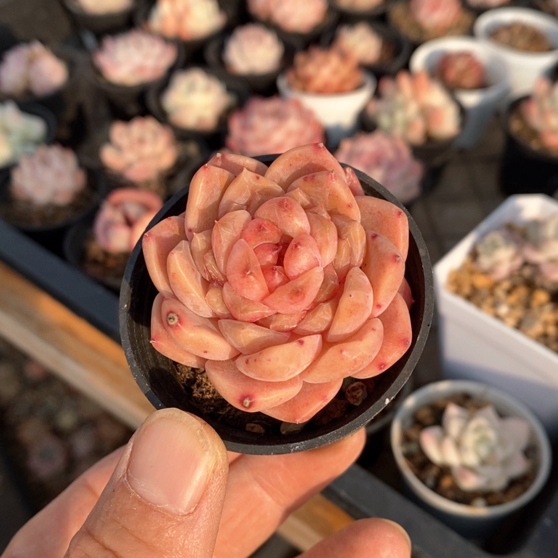 精品多肉一物一拍不包整219