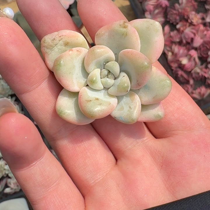 带嫁木花斑鹿头盖一物一拍