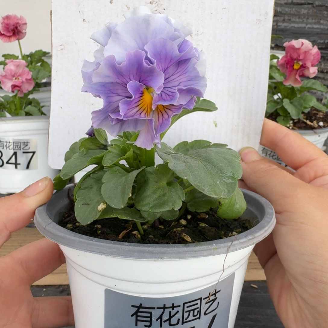 无花朵376号角堇