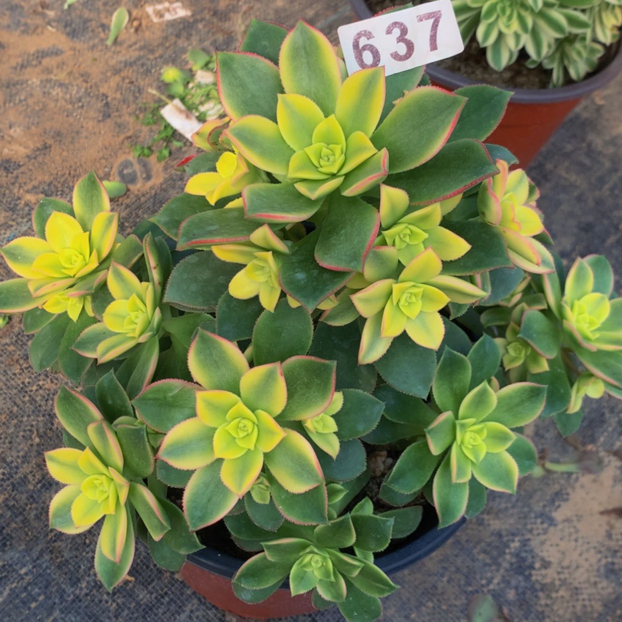 【闪购商品】637艳日辉多肉