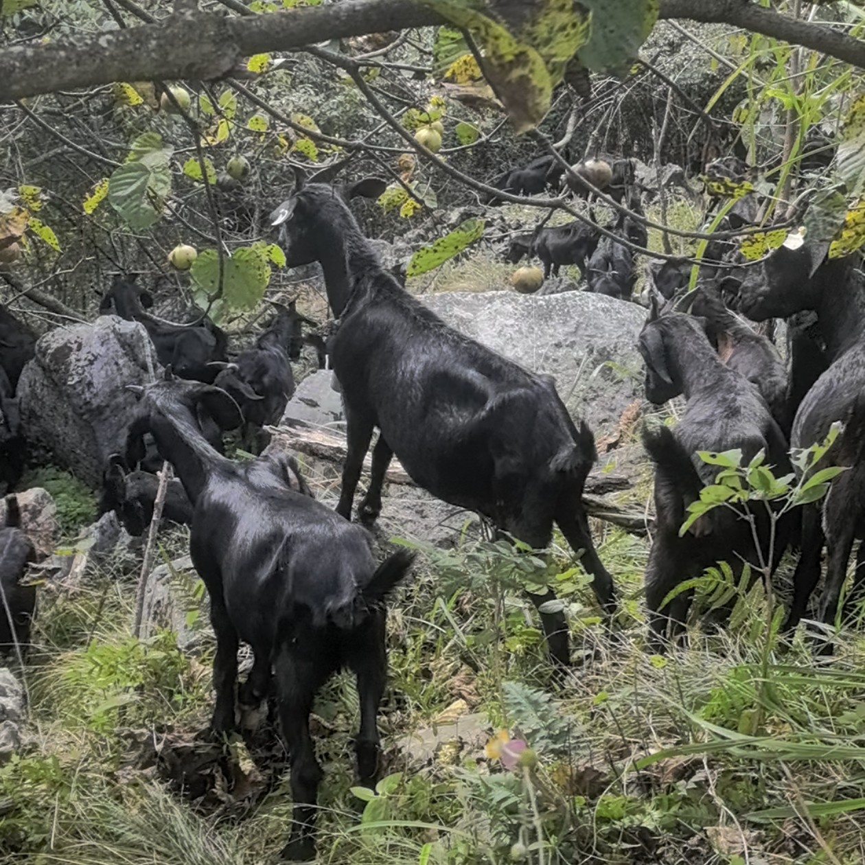 现场称重 湘西黑山羊跑山羊顺丰包邮