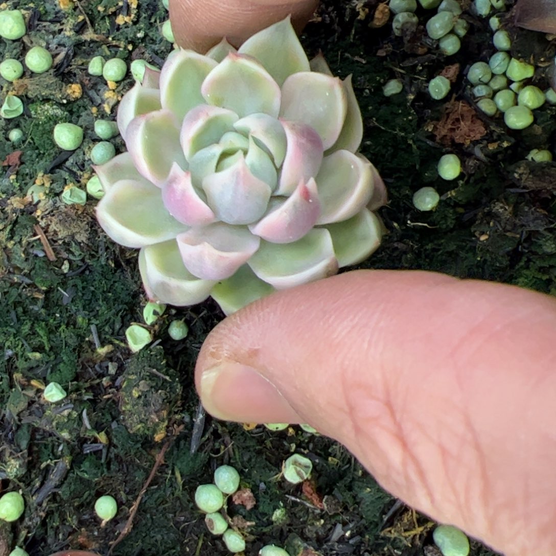 包子，雪燕杂交，多肉植物