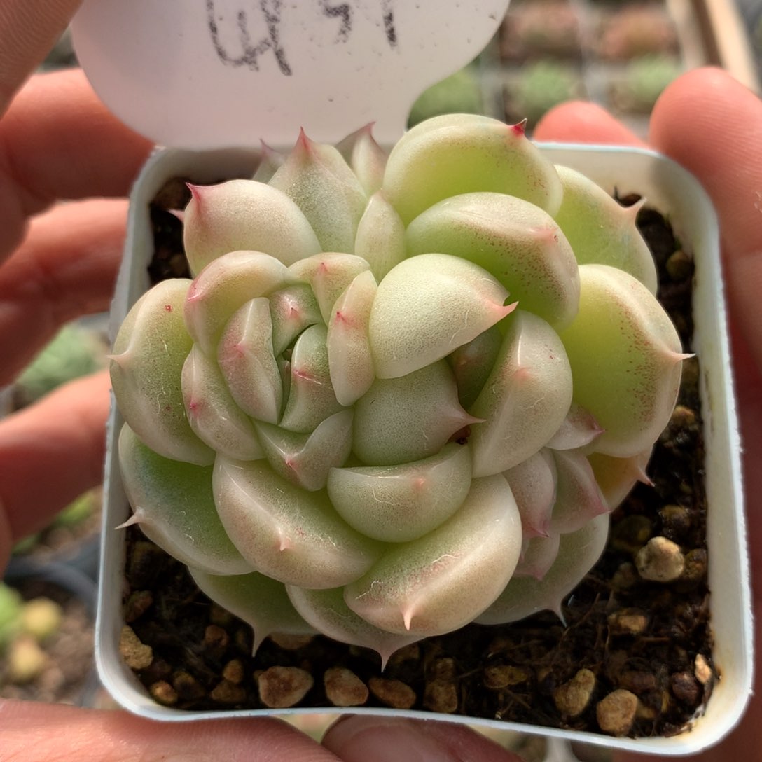 定繁肥圆包自然群4937