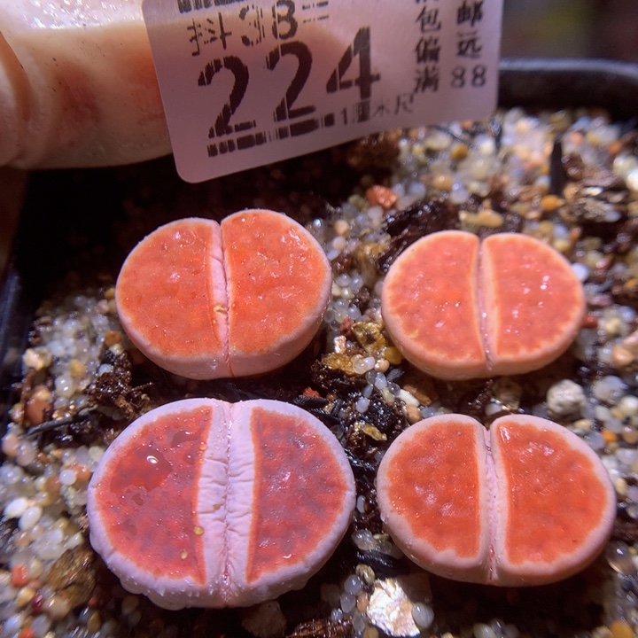 精品生石花38.224