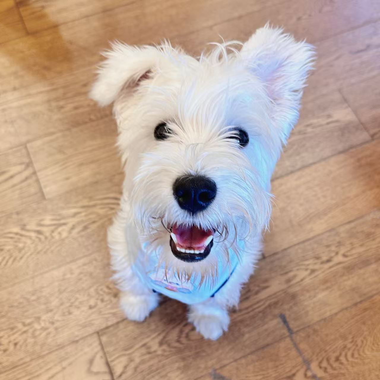 宠物狗狗活体链接