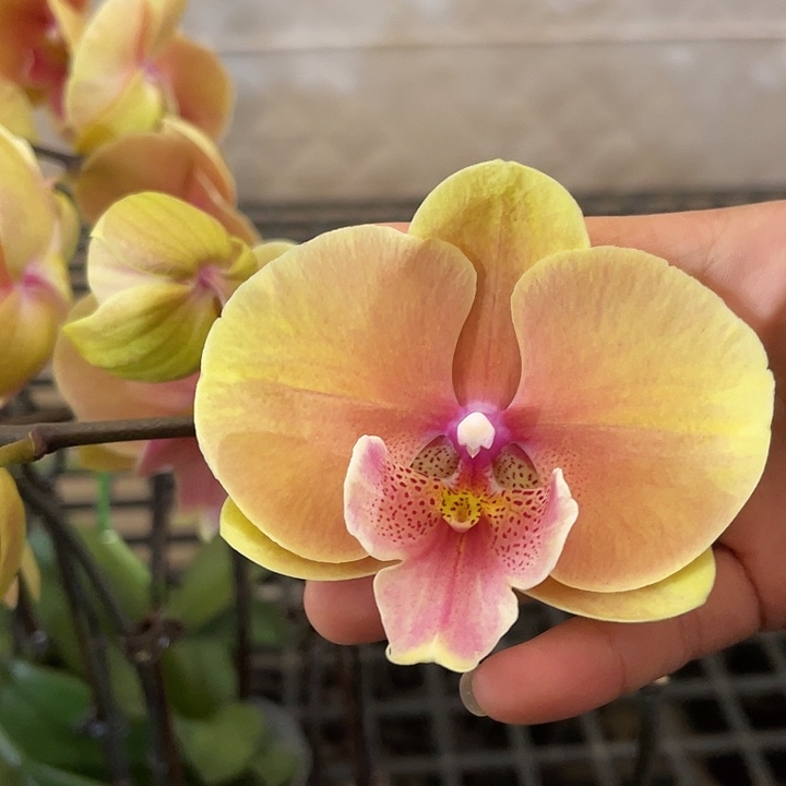 大部分花苞少量开放3.0寸508蝴蝶兰一颗