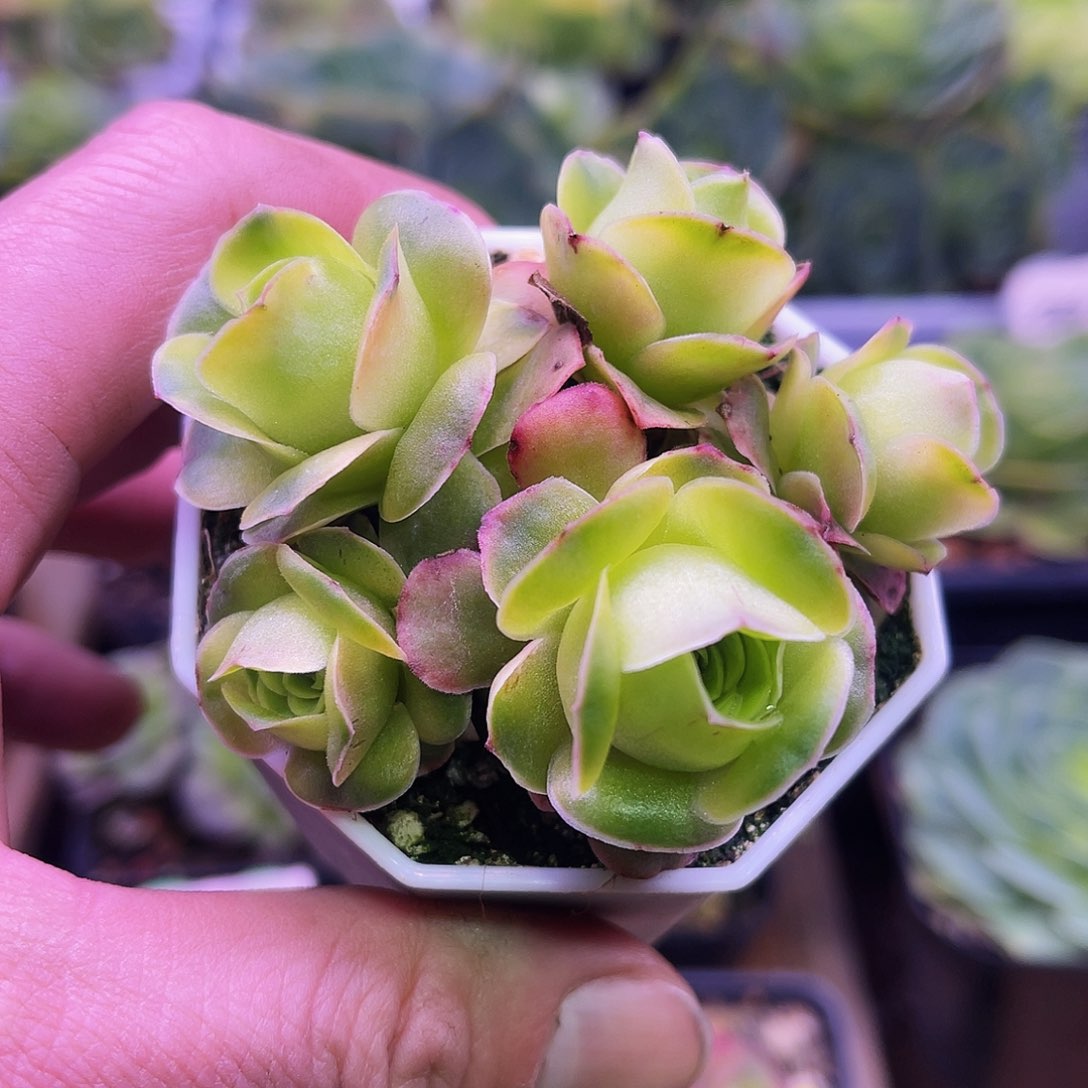 糖媛 非偏远包邮 多肉