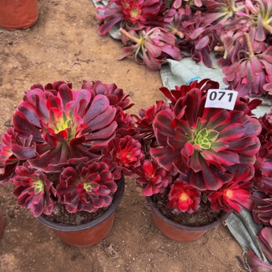 美杜莎2棵4号棚071多肉植物