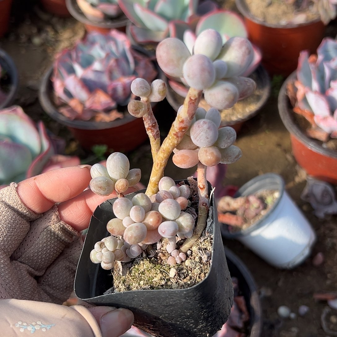 多肉植物汤圆老庄