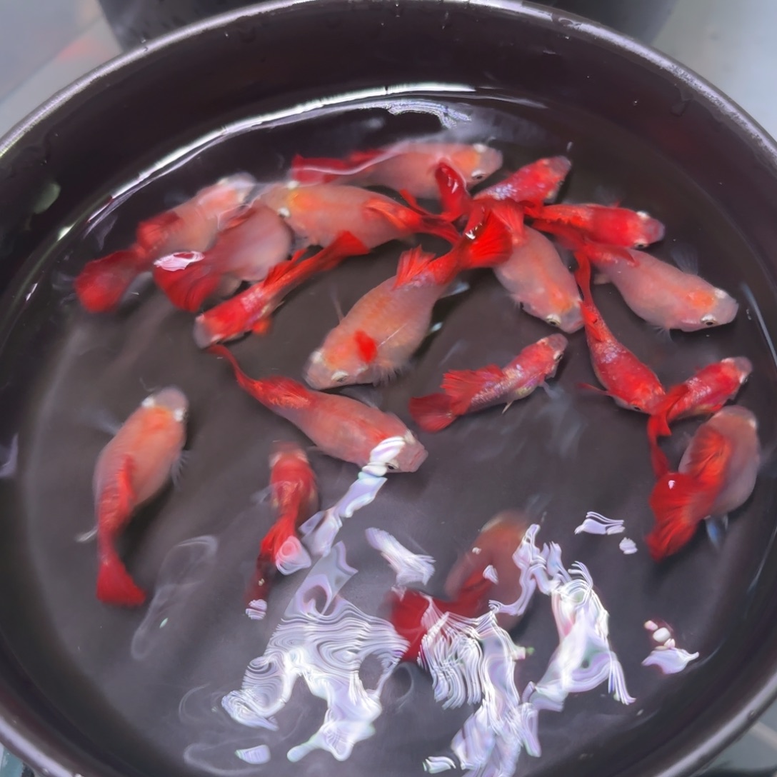 孔雀鱼黄爆球孔雀鱼种鱼4➕2备损