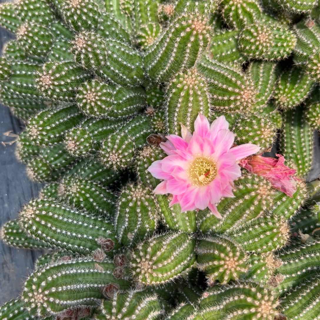 白檀仙人球白檀侧芽一个