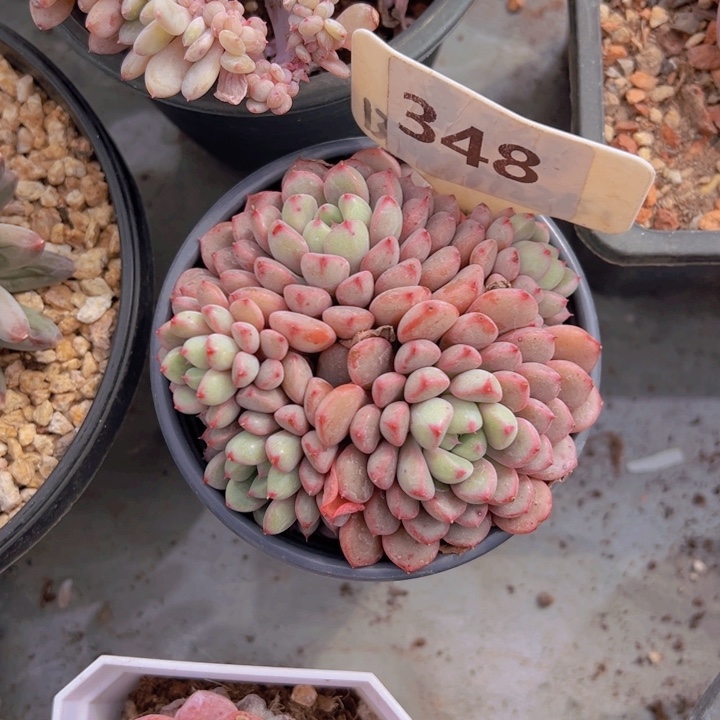 健健康康平平安安