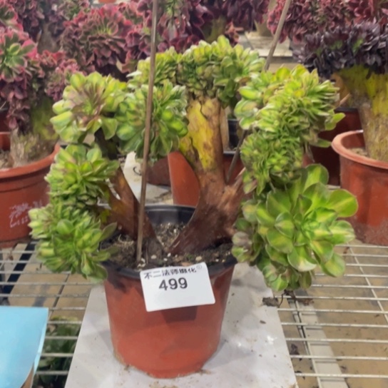 499，多肉法师抹茶缀包邮
