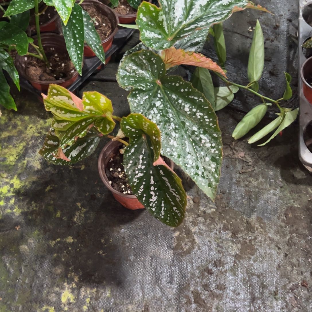 完全开放情人渡一颗