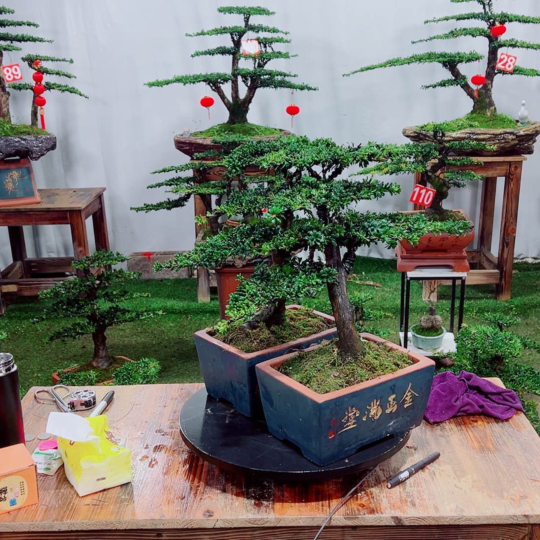 罗汉松小老桩红芽罗汉松