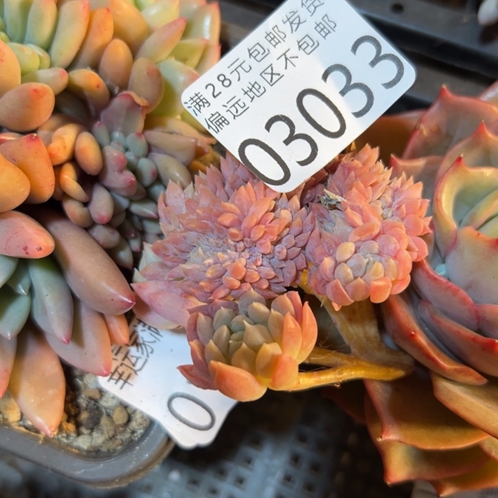 幸运的是我还在努力幸运