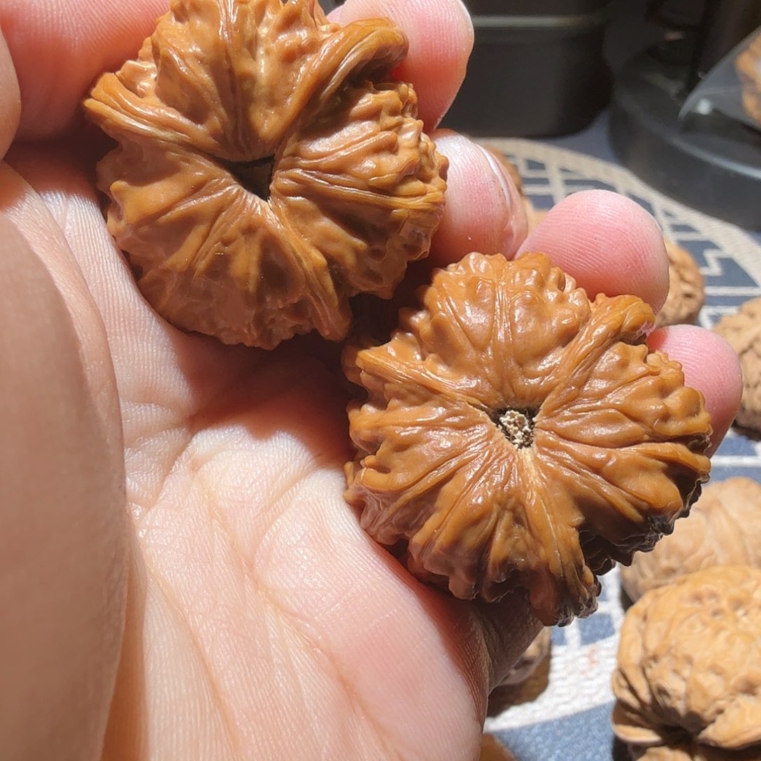 文玩核桃把件Y***白狮子正奔