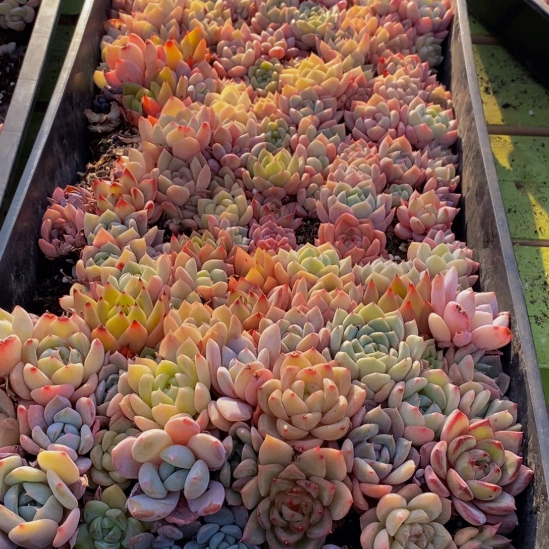 076多肉植物保护研究所所长