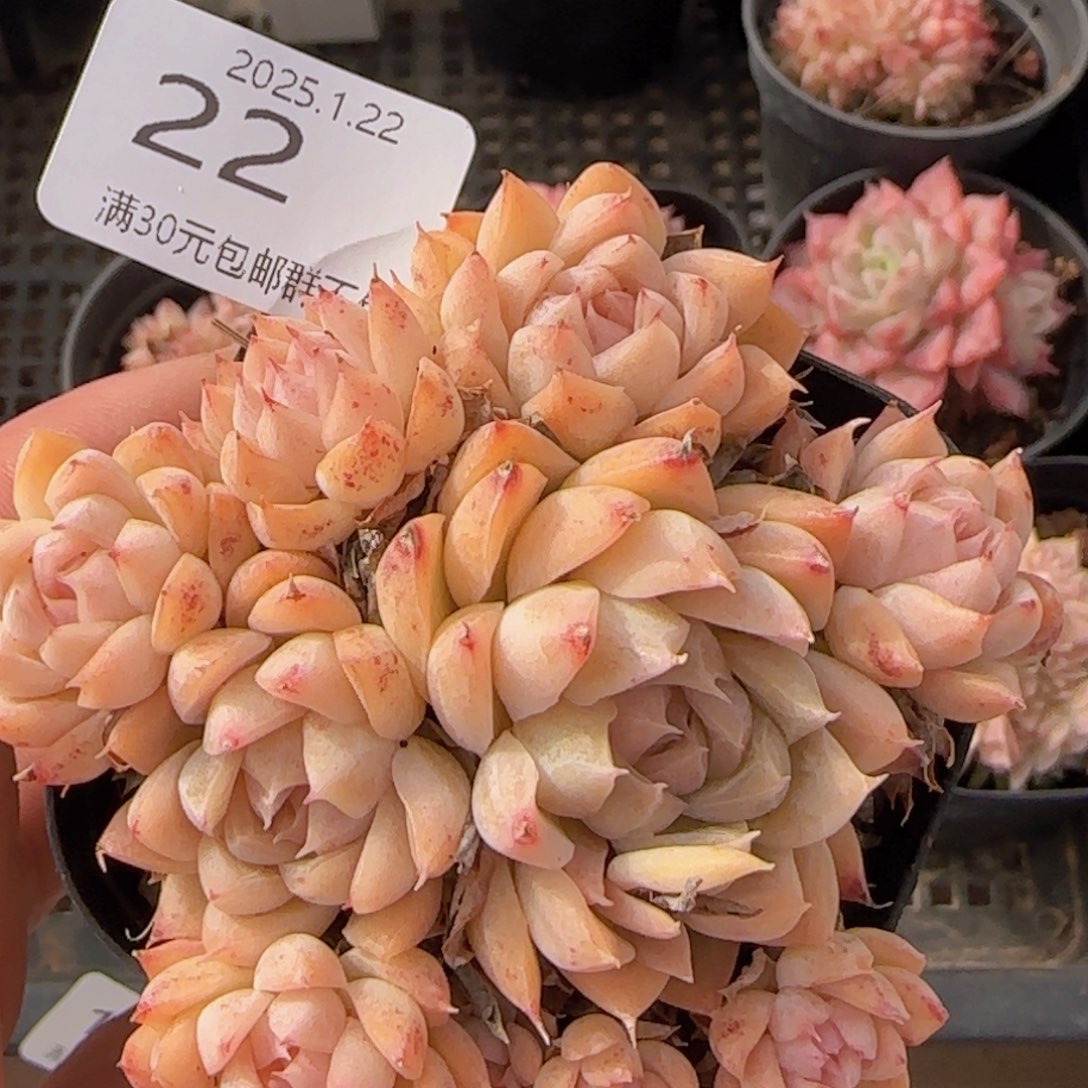 麦秆群一颗脱土发货