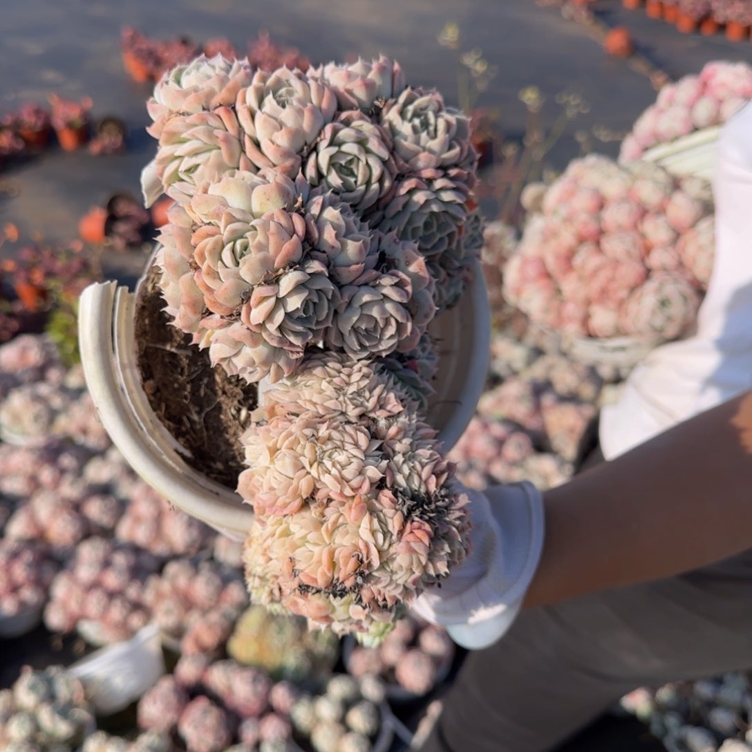 靠*有多少的钱你自己知道吧就