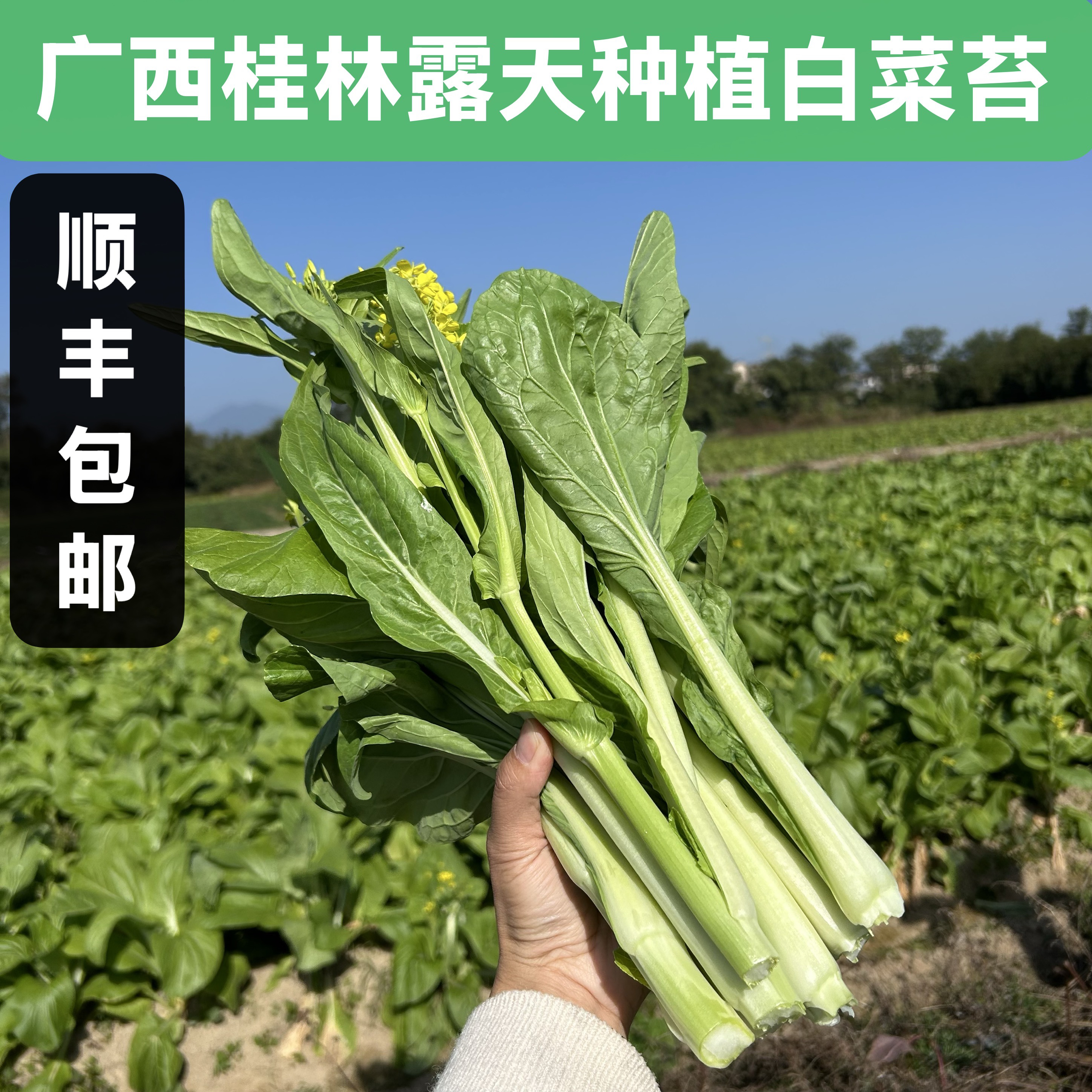 【顺丰包邮】广西桂林农家露天种植菜花菜心白菜苔