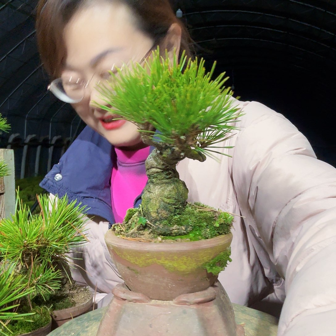 宸***宸完全开放三河黑松