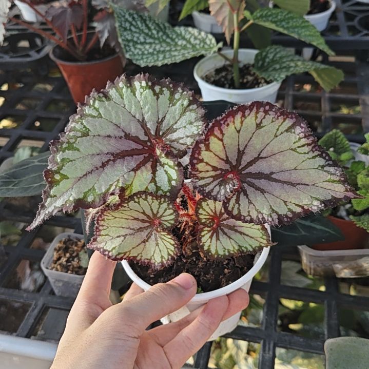 蝶衣秋海棠一物一拍