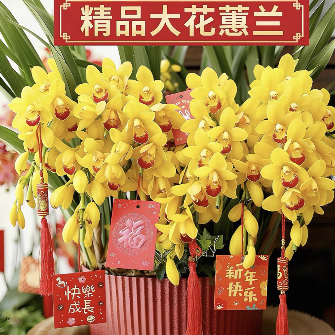 精品年宵花金玉满堂大花蕙兰 一物一拍 云南源头基地直发原盆原土
