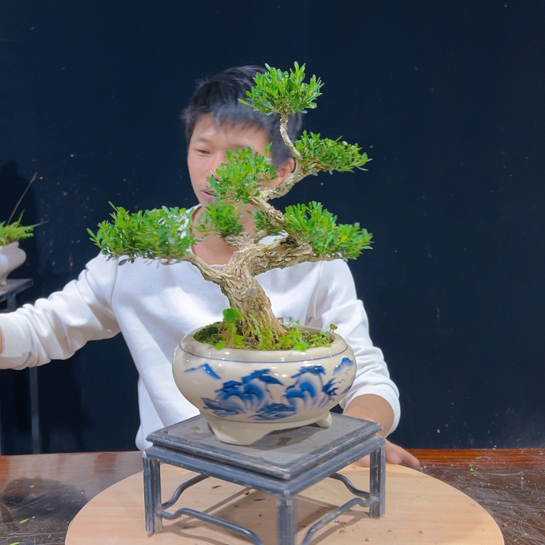 无花朵广东雀舌皱皮黄杨盆景