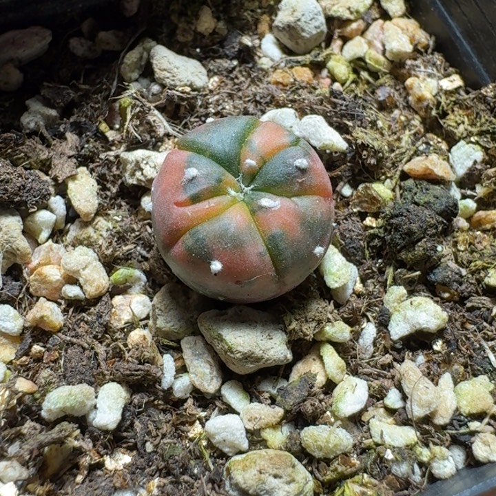 711兜锦实生脱土发货