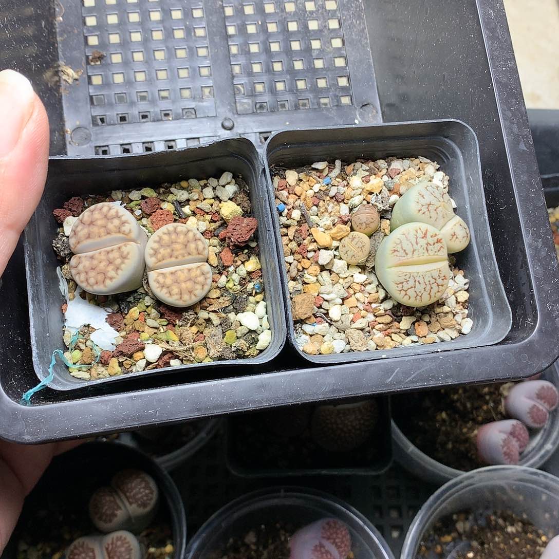 芷*K34多肉植物保护研究所