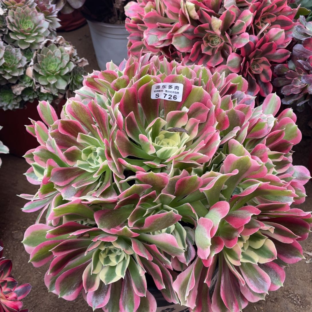 726白凤多肉法师断枝不包