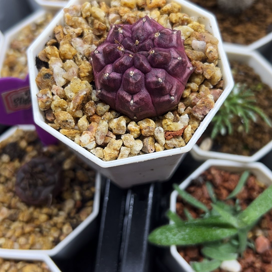 梦想仙人球111111