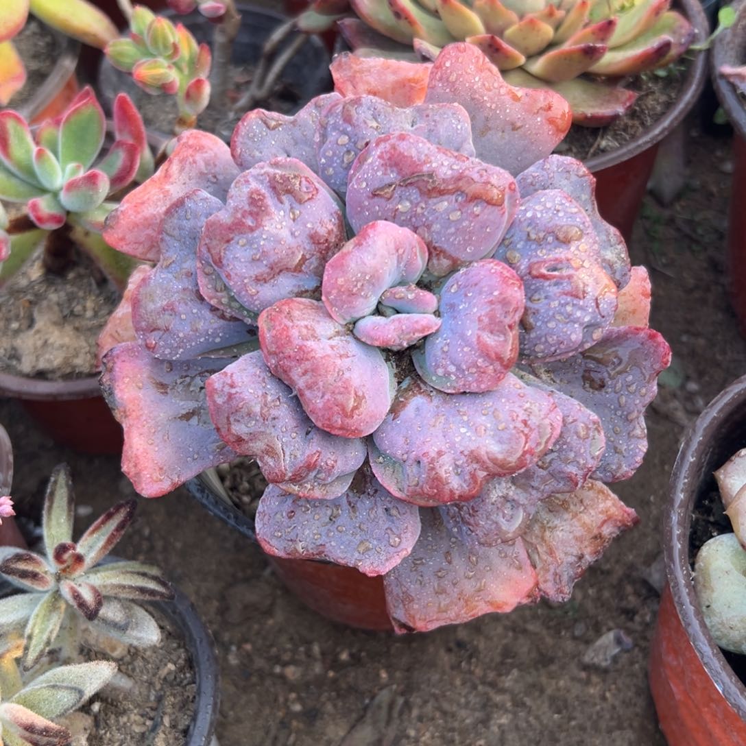 多肉植物宝塔雨滴