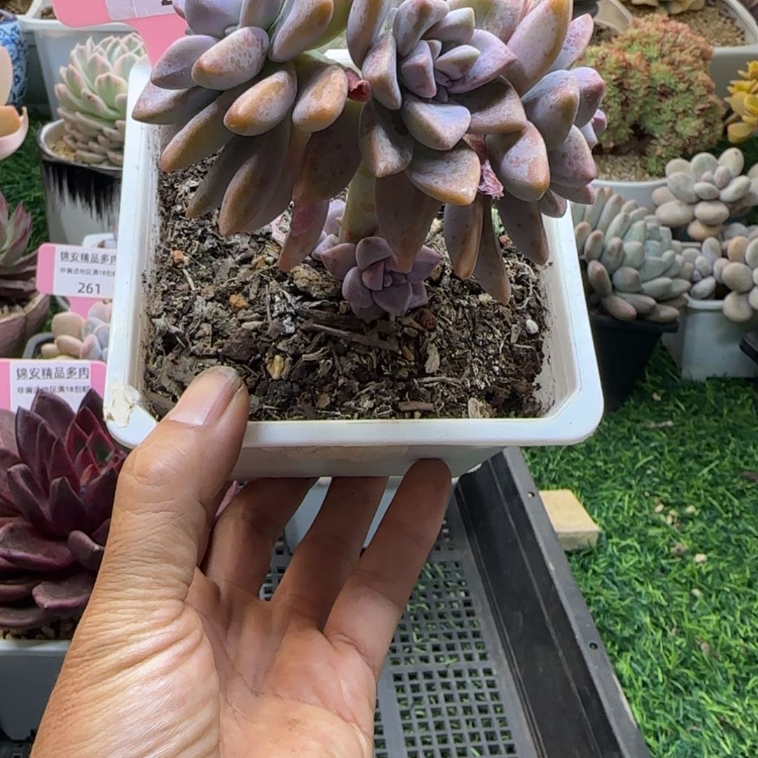 锦安精品多肉植物260