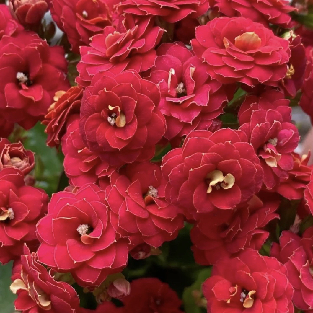 长寿花园～【火狐狸】130大盆 打顶苗