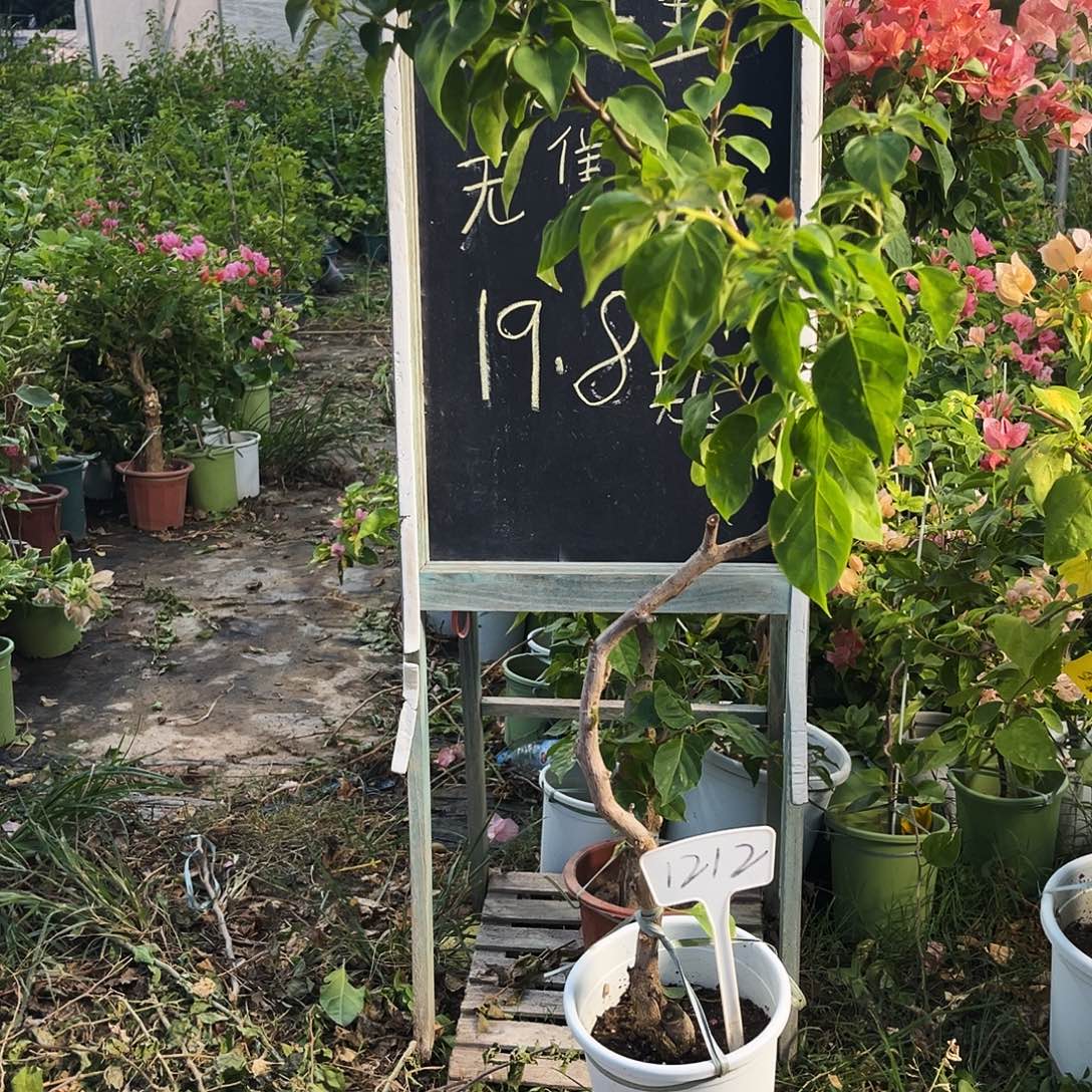 完全开放三角梅三角梅1212