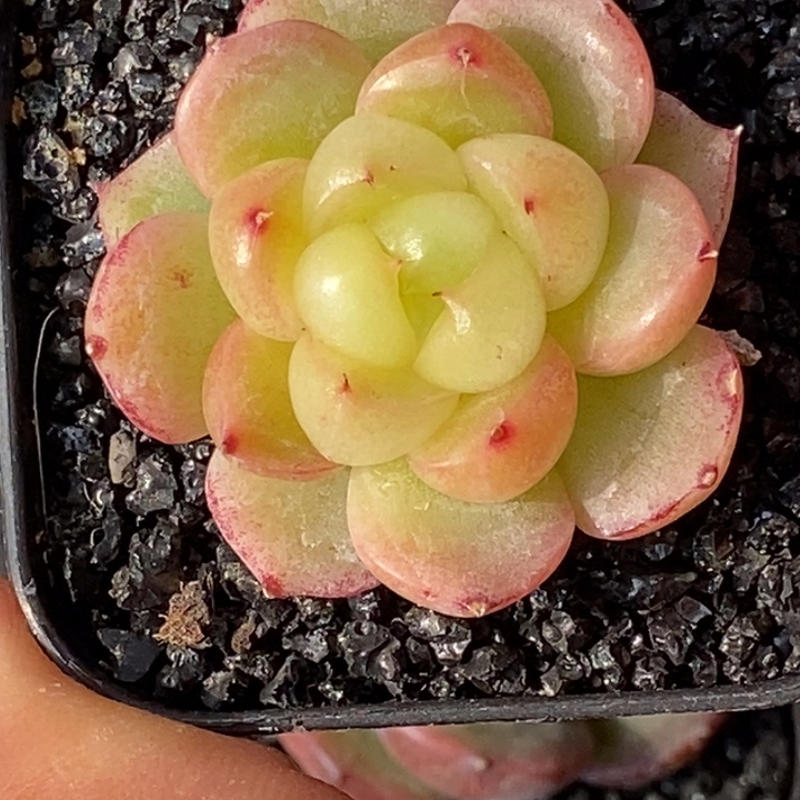 天官赐福百无禁忌